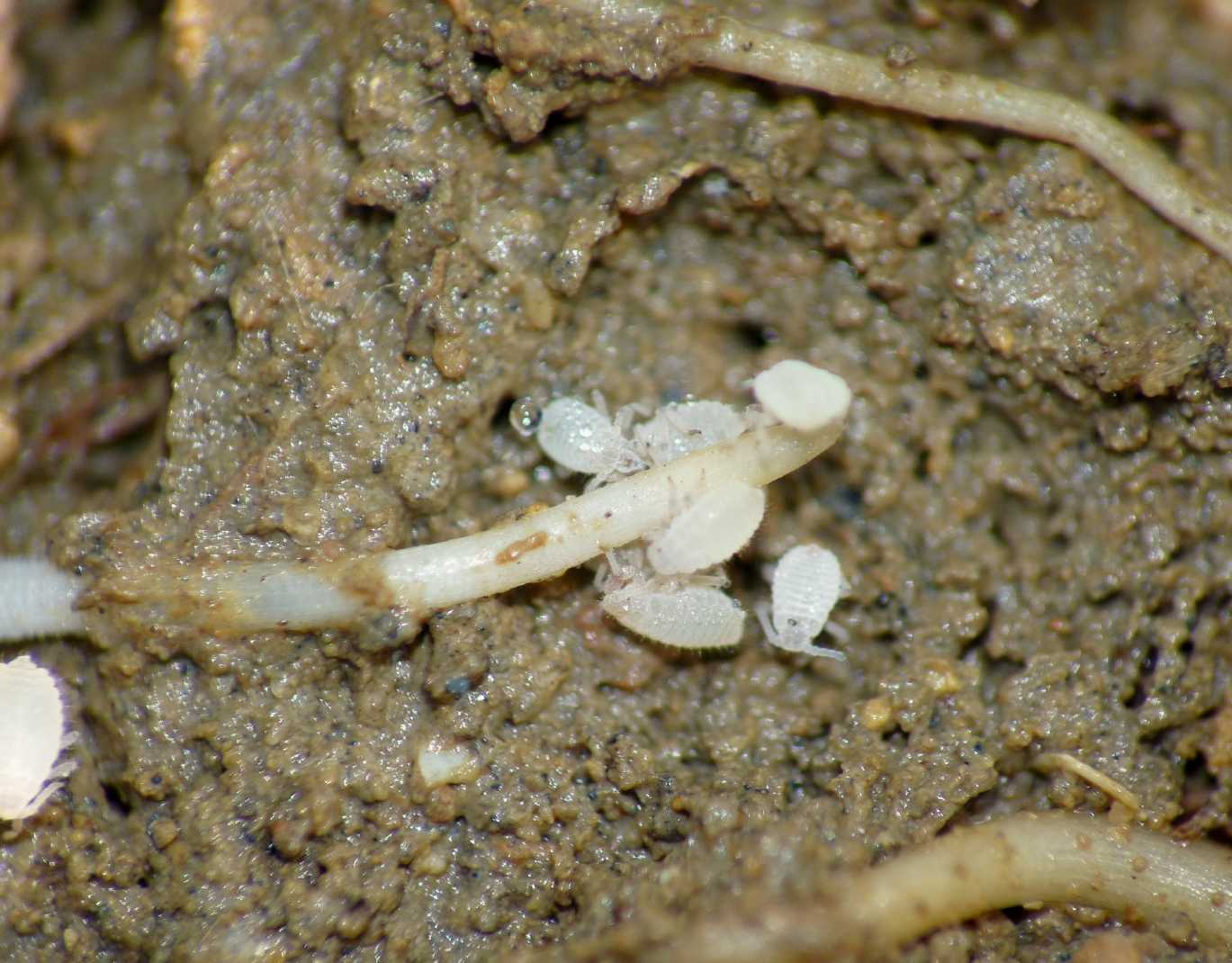 Aphididae ospiti delle formiche Pheidole pallidula: Geoica cfr pellucida